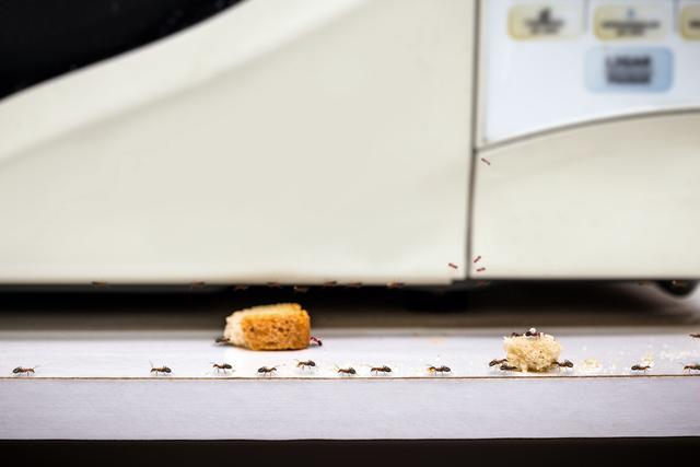 Cozinha blindada contra baratas e formigas com um só truque simples