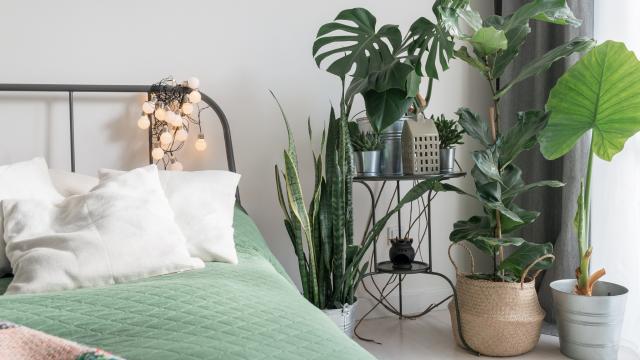Melhoram o sono e reduzem o estresse: 5 plantas que você deveria ter no quarto (com dicas de como cuidar delas!)