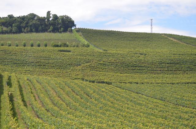 A Serra Gaúcha é repleta de vinhedos que produzem os melhores espumantes do Brasil (Créditos: Shutterstock)