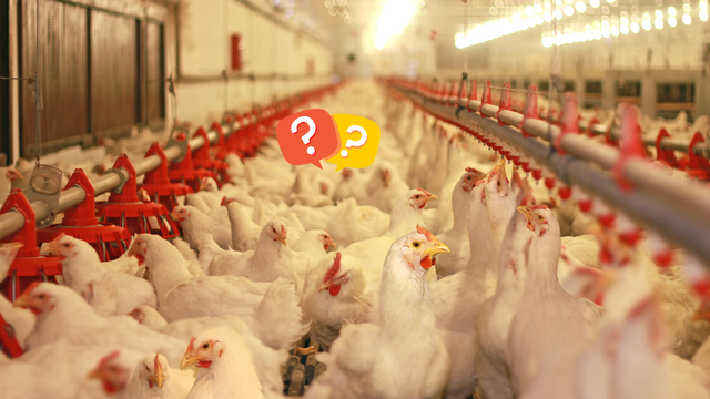 Gripe aviária no Brasil: é possível se contaminar comendo o frango? Saiba o que dizem os especialistas