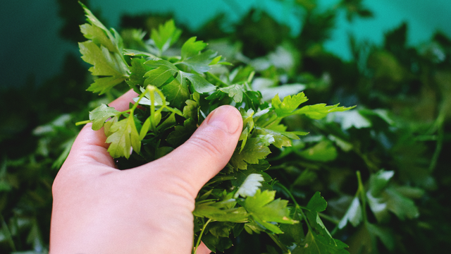 Trate a salsa como se fosse um buquê de flores. (Créditos: Canva)