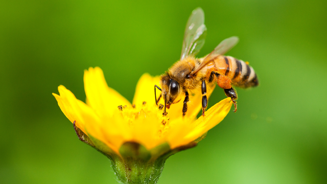O que significa aparecer abelhas na sua casa com frequência, mesmo sem ter flores ou comida por perto?