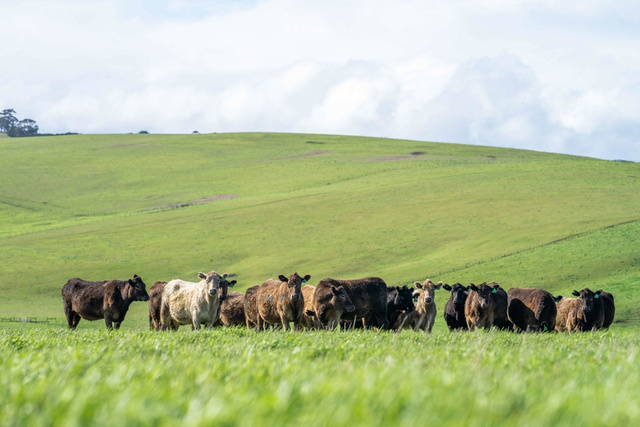 Vida no campo: fazendeiro aposentado cultiva em terras que, segundo ele, “nunca deveriam ter tido animais” e faz algo impressionante