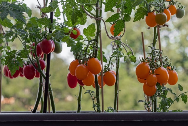 A maioria faz errado: como cultivar tomate-cereja em casa de um jeito fácil com esses truques de sucesso