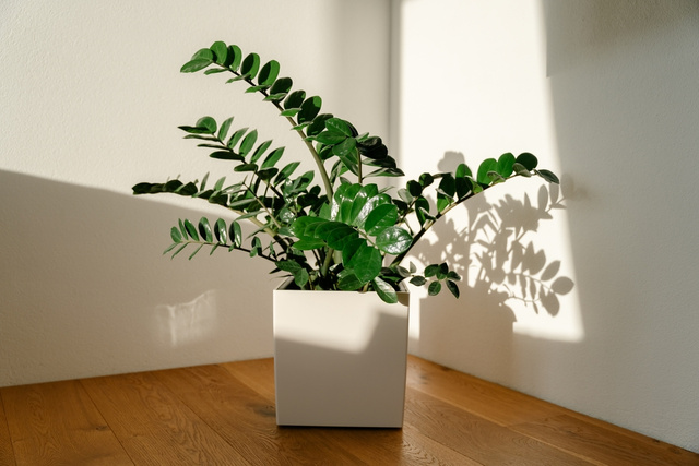 Para ter zamioculcas lindas, é preciso saber regar do jeito certo, e aqui está o truque japonês para isso!