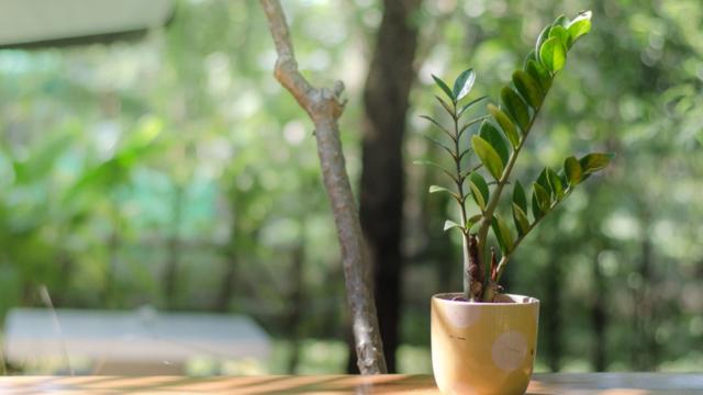 Zamioculca é uma planta que deve ser cultivada dentro de casa, mas será que ela cresce no quintal?