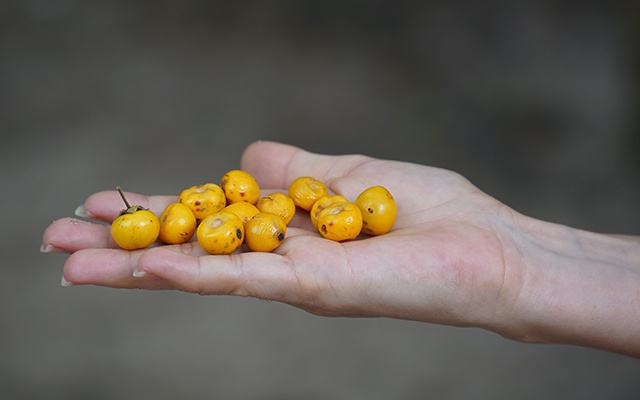 Nem laranja, nem limão: a fruta esquecida que é uma bomba de vitamina C e antioxidantes e ótima para fazer sucos, doces e geleias