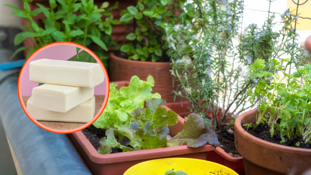 É por isso que os jardineiros colocam pedaços de sabão nas plantas: resolve muitos problemas sem veneno!