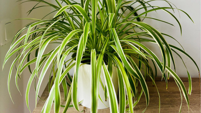 A planta com nome de animal que deixa o ar da sua casa mais limpo e não precisa de sol direto para crescer