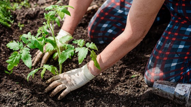 5 dicas para os iniciantes em jardinagem que eu gostaria que tivessem me avisado antes