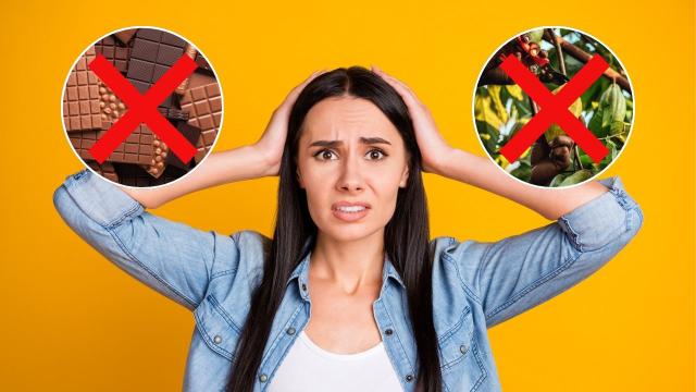 Apocalipse do chocolate?! Os dias do cacau estão contados? Entenda se o fim da iguaria está mais próximo do que você imagina