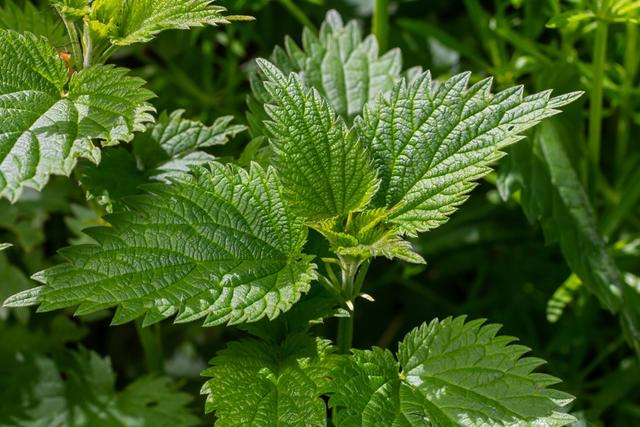 Ninguém presta atenção e, se puderem, pisam nela: essa é a planta que é um tesouro para o jardim