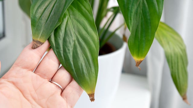 O que significam as pontas das folhas marrons e secas, segundo um especialista em plantas