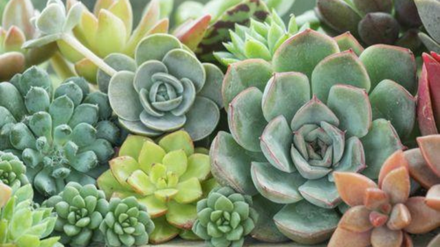 Essas são as plantas mais resistentes às secas para ter em casa nessa época do ano