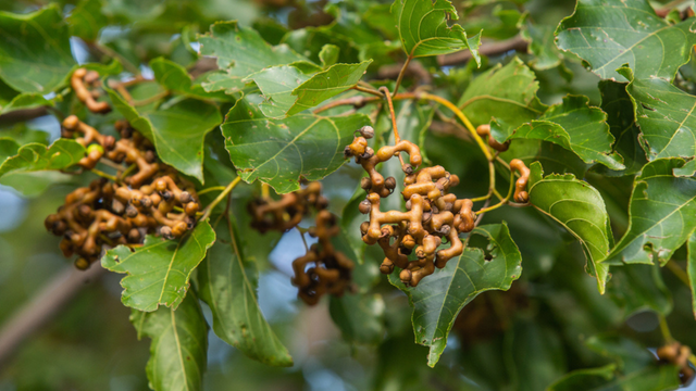 Pouca gente conhece, mas a uva-do-japão chama atenção pela facilidade de plantar no quintal e o sabor marcante