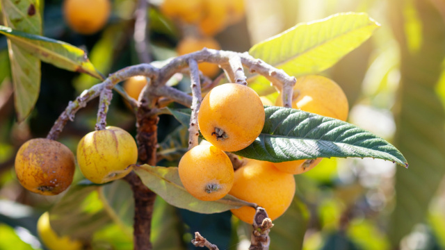 Essa fruta que poucos conhecem faz bem para a saúde do fígado e do intestino ao mesmo tempo