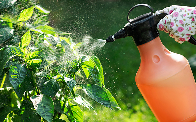 Um jardineiro me ensinou mas eu não quis acreditar: o truque de borrifar água com bicarbonato de sódio nas folhas do limoeiro