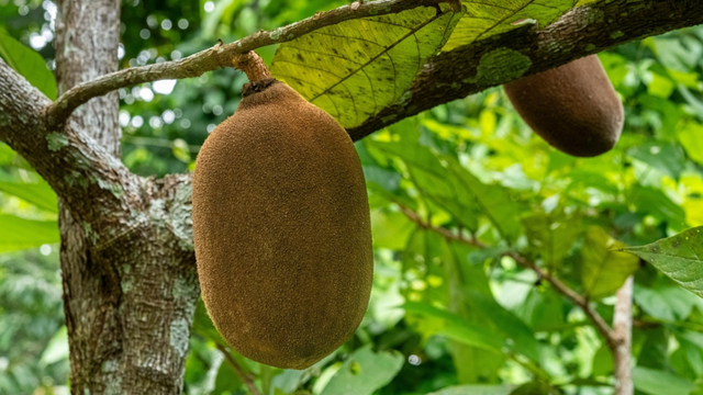 Como ter mais disposição usando apenas uma fruta da Amazônia no café da manhã