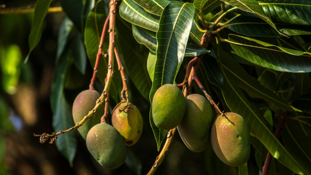 As chuvas atingiram as plantações de manga e colocaram em risco até 15% dos carregamentos de frutos frescos: abacates e mirtilos em alerta