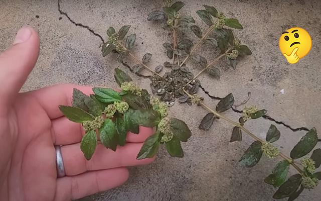 Planta que nasce na calçada de casa pode mudar a vida da sua família e você só precisa de 1 folha