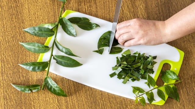 Muita gente tem em casa: 3 plantas valiosas para a nutrição que o TudoGostoso recomenda conhecer