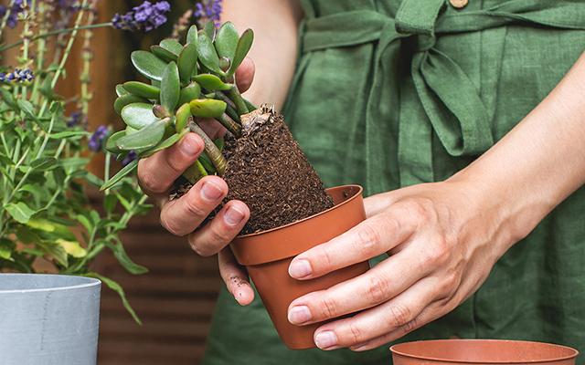 Árvore do dinheiro: por que essa planta é um ótimo presente para um open house ou até um aniversário