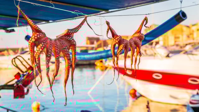 O México se junta ao Chile na introdução de uma lei federal para proibir fazendas de polvo