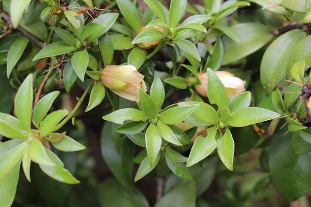A indústria farmacêutica não quer que você saiba, mas essa planta é milagrosa e você pode plantar em casa: veja como cultivar e consumir