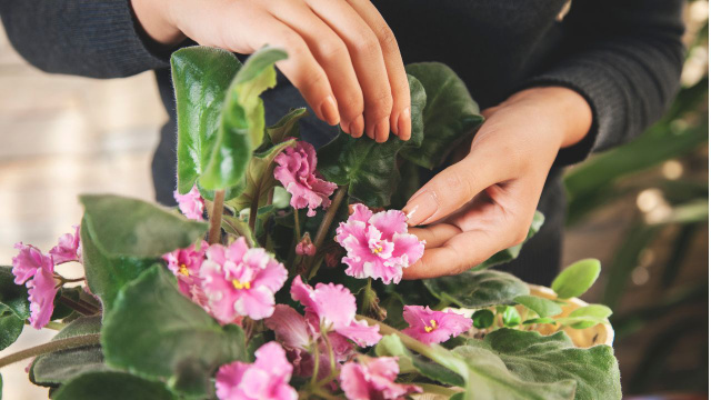 Como consegui manter minhas plantas vivas de um jeito tão fácil que até meu filho de 4 anos consegue fazer