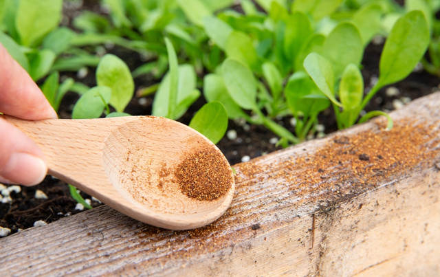 Diga adeus às formigas, pegue esse produto no armário e borrife-o no jardim