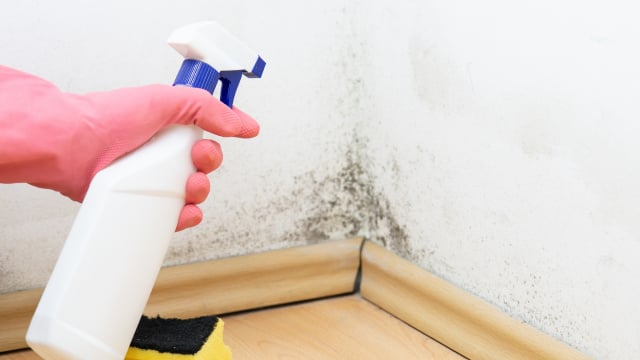 Como remover o mofo da parede e evitar que ele retorne? O TudoGostoso tem as dicas que vão te salvar durante a alta umidade no inverno