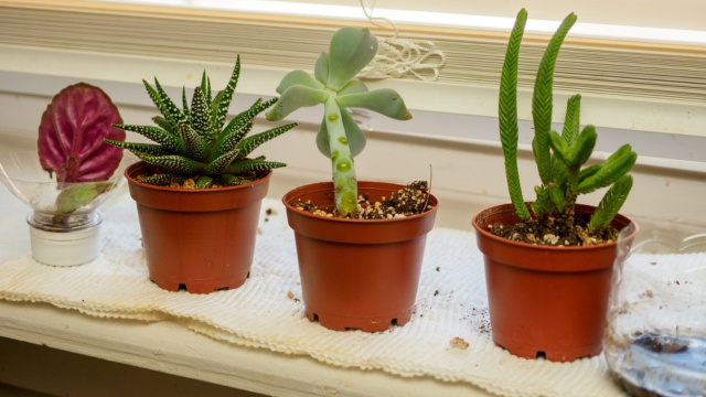 Não conseguia cultivar suculentas em casa, mas com essas dicas elas ficaram lindas