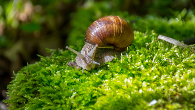 Se você vir um caracol andando pela sua casa ou jardim, nós lhe diremos o que isso significa e por que é algo bom