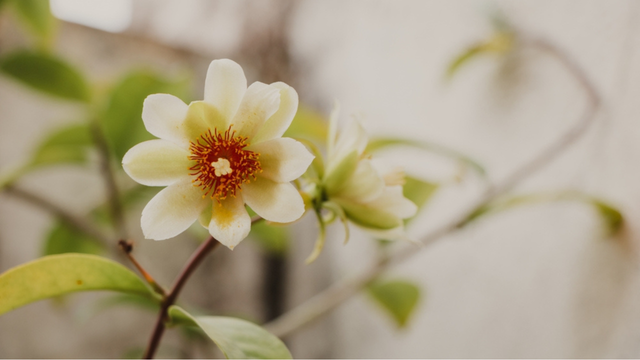 Poucas pessoas sabem, mas a flor da ora-pro-nóbis é repleta de benefícios e muito fácil de ser cultivada