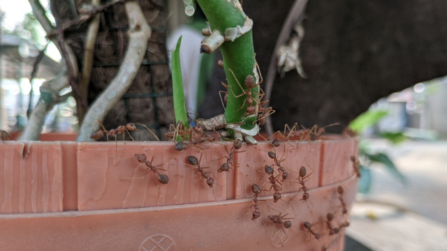 Adeus formigas no jardim: aprendi com um jardineiro a solução perfeita, elas odeiam!