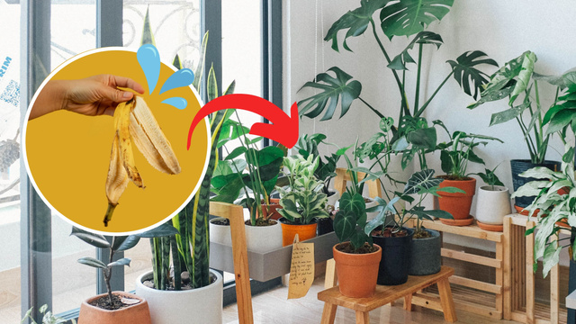 A água de banana é indicada como fertilizante caseiro fácil para as suas plantas, mas será que funciona? Esses especialistas têm a resposta
