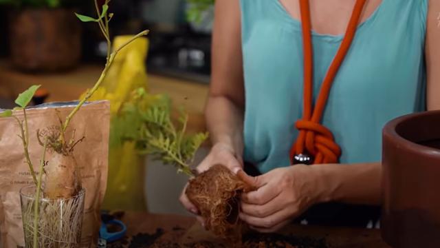 Aqui está o passo a passo para fazer uma horta em casa pela primeira vez: jardineira expert mostra como é simples