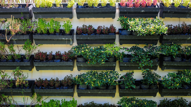 Sabia que dá para ter uma horta vertical na sua casa sem gastar uma fortuna? Vem que eu te ensino como!