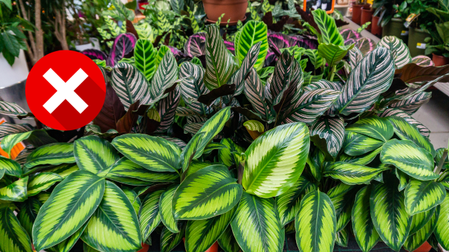 Não tenha essa planta em casa de forma algum: ela atrai insetos e pragas