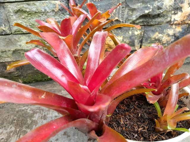 Bromélias acumulam muita água entre as folhas, favorecendo a presença de escorpiões. (créditos: Shutterstock)