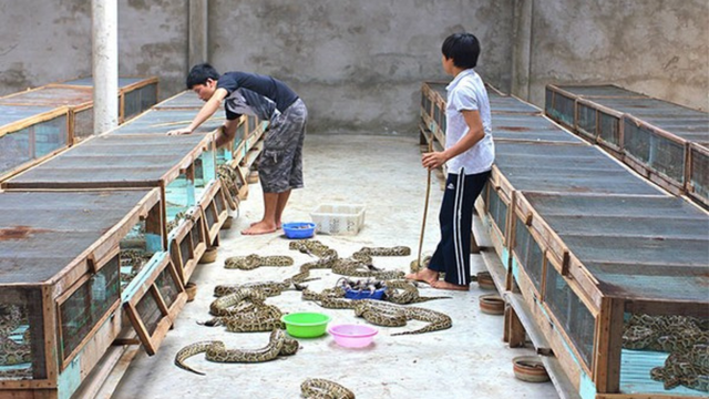 Fazenda de cobra píton (Créditos: Divulgação/Dan Natusch)