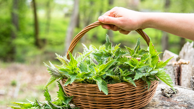 Se você tem essa planta em casa, tem um tesouro: descubra os benefícios da urtiga para a saúde (são surpreendentes)