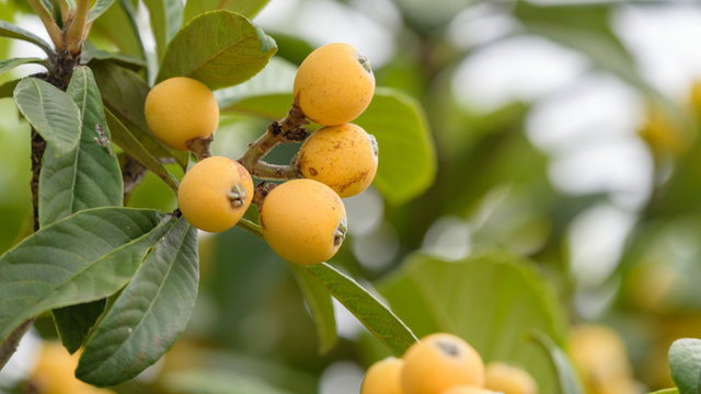 A melhor e mais completa fruta (pode ser usada da folha à semente) para limpar o fígado e rejuvenescer a pele