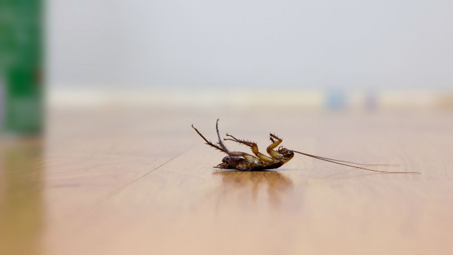 Encontrei baratas de barriga para cima na minha cozinha e me desesperei: aqui está por que isso acontece