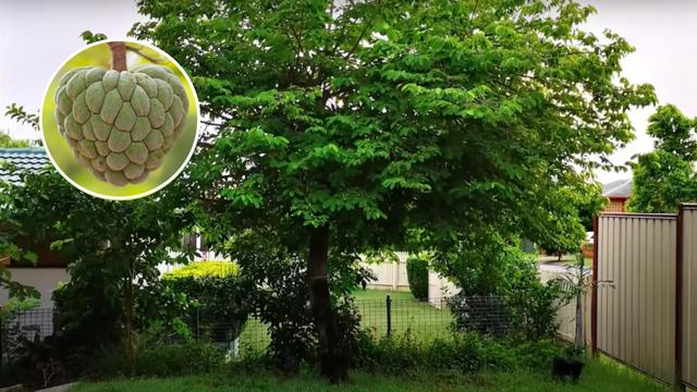 8 árvores frutíferas perfeitas para quem tem pouco espaço no quintal: plantas dão frutos deliciosos e deixam o ambiente lindo