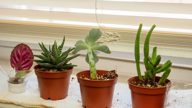 Essa planta odiada por moscas é perfeita para você ter na sua janela