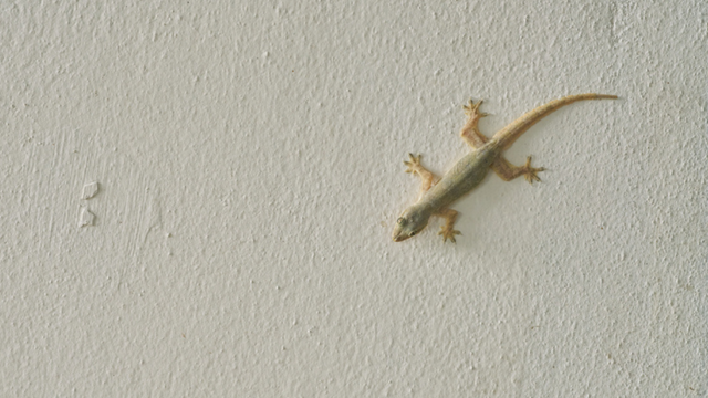 Nem azar, nem mistério: por que lagartixas aparecem dentro de casa, segundo a ciência
