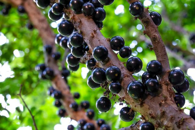 Essa fruta brasileira é eleita a 2ª melhor do mundo (spoiler: não é o açaí)