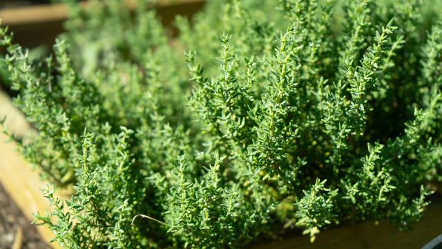 Nem alecrim, nem hortelã: a erva aromática fácil de cultivar em casa e que faz bem para a saúde do coração