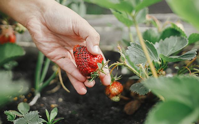 Como plantar morango em vaso utilizando a própria fruta: chega de pagar caro no supermercado
